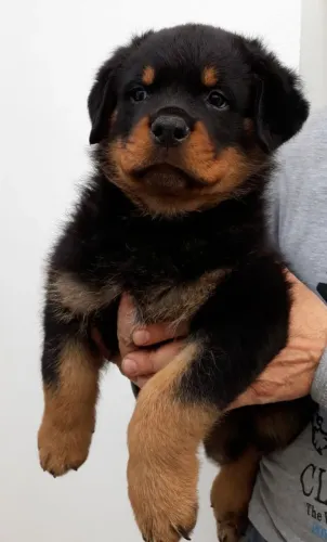 Rottweiler com pedigree em até 12x
