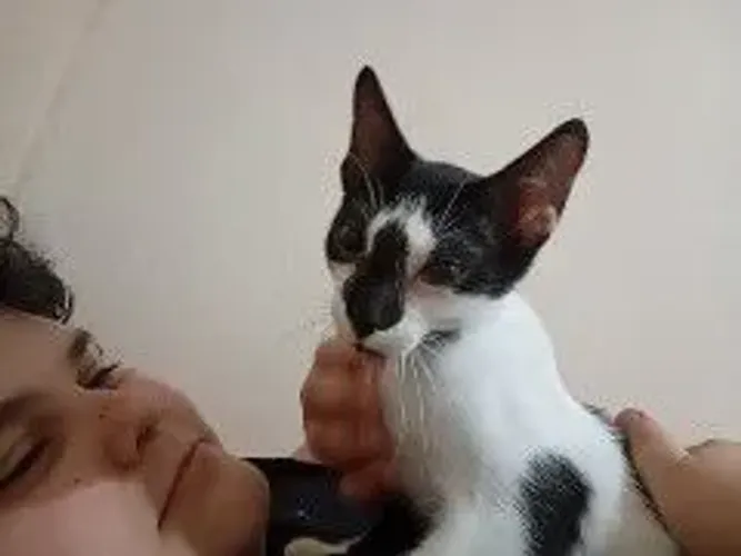 Felino fêmea 