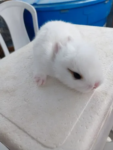 Filhotes de coelho raça pequena