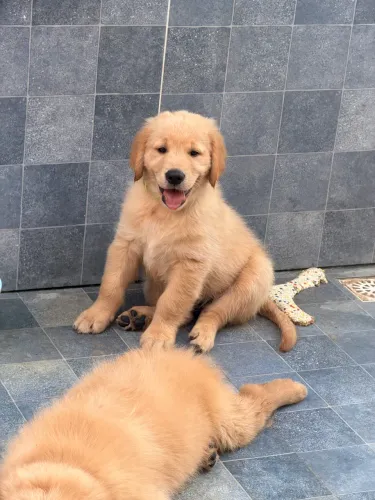 Filhote Golden Retriever