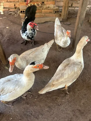Vende - se Patos