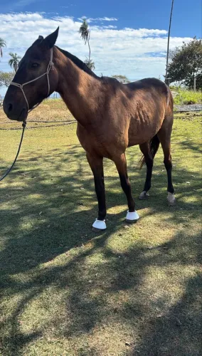 Cavalo garantido na carroça