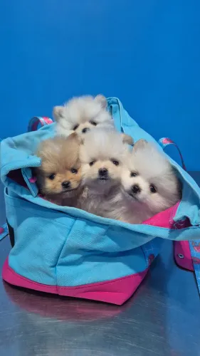 Lulu da pomerania Anão a partir de R$3.200 em 24X