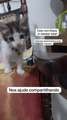 Doação gato 
