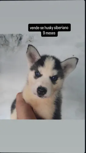 Husky sineriano cachorro