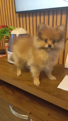 Spitz alemão anão disponível