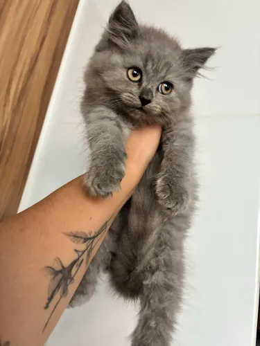 Gato Persa