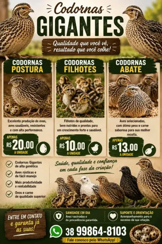 Codornas gigantes