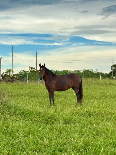 Vende-se Égua Mangalarga Marchador