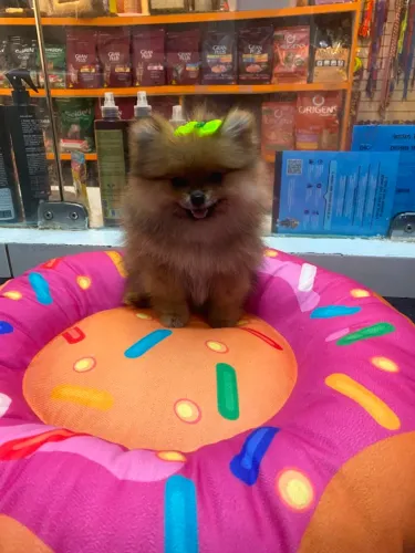 SPITZ ALEMÃO FÊMEA (LULU DA POMERÂNIA).
