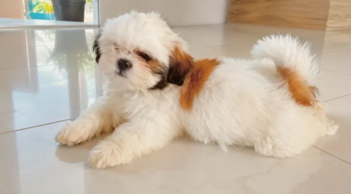 Shitzu 2 meses puro