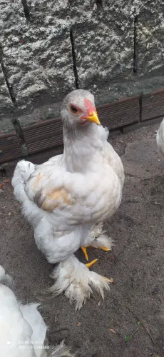 Franguinhos da raça brahma