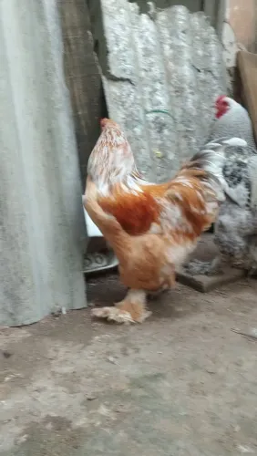 Frangos e Galos Brahma