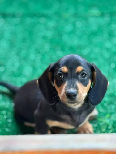 Daschund preto e canela