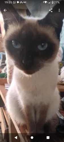 Gato siamês filhotes 