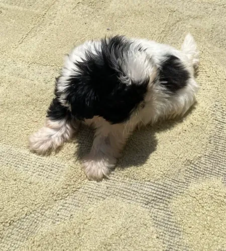 1 shih tzu, macho disponível para venda .