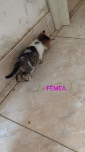 DOA-SE LINDOS GATINHOS 