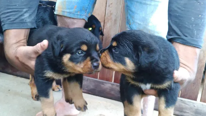 Venda de rottweilers puros