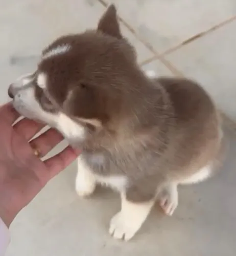 Husky siberiano lindo, ativo e muito legal 