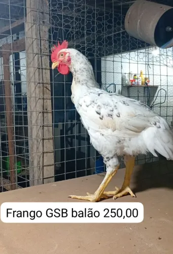 Vendo gsb balão galinha galo e frango 