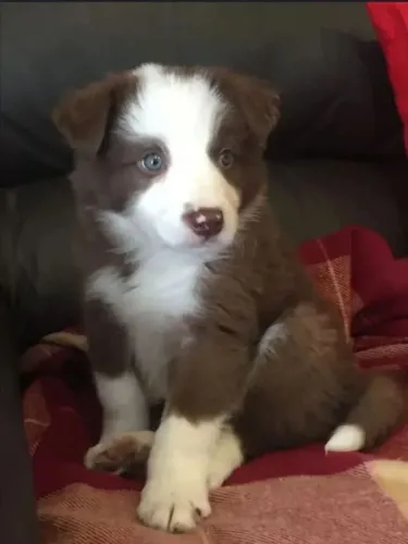Filhotes de Border Collie marrom com branco disponíveis para venda.