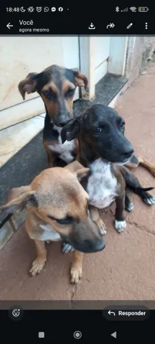 Doação de cachorros porte Médio SRD 