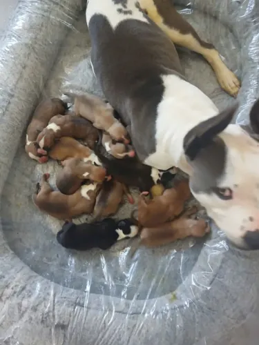 DOU FILHOTE DE PITBULL
