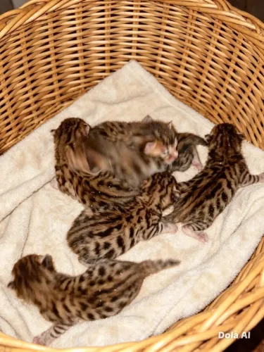 Gato bengal