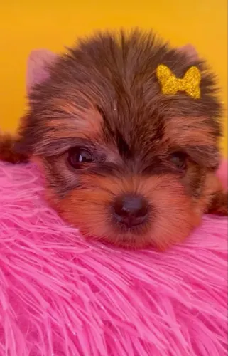 Bebe Femea Yourkshire Terrier
