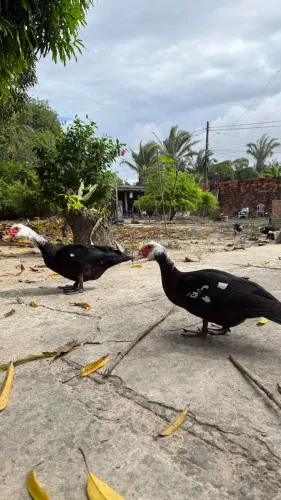 CASAL DE PATOS