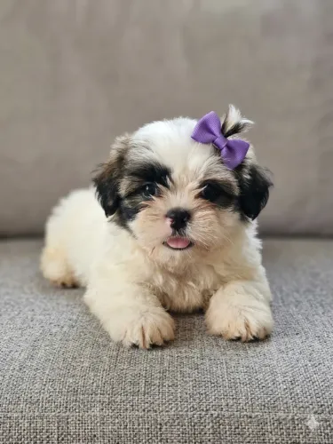 Filhotinhos de Shih Tzu/ Shitzu excelente pelagem lisa macho e fêmea com garantias SP