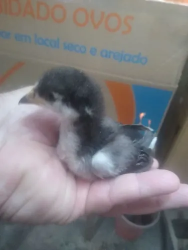 Pintinhos de galinha cara de palhaço