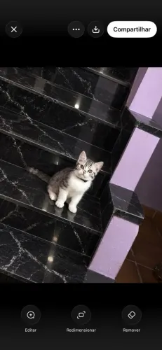 Gato American shothair 3 meses. Pedigree!