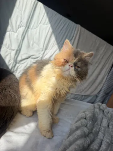 Gata persa Tricolor 4 meses vacinada