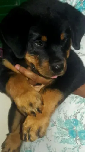 Filhotes de rottweiler alemão monstrao