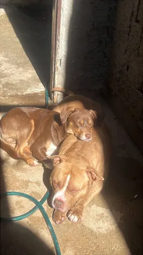 Doação cachorro