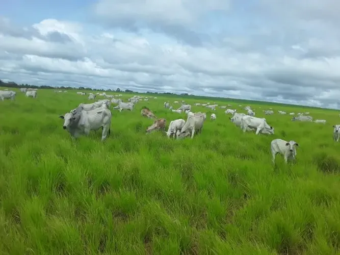 Fazenda Para Lavoura OU Pecuaria no Tocantins x Permuta Parana Fazenda
