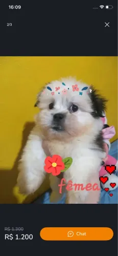 Filhotes de shihtzo fêmea e macho 