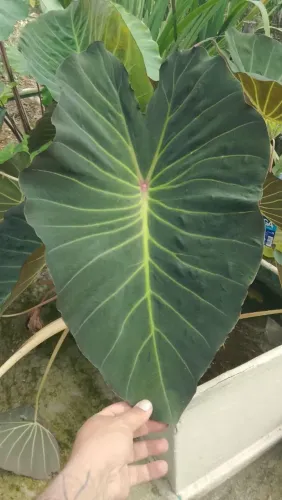Colocasia Dusk muda grande