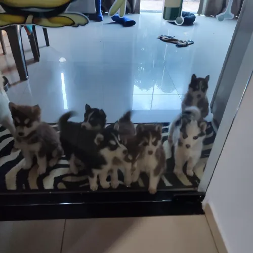 vendo filhotes de husky siberiano, painel mãe com pedigree 3 machinhos e 3 fêmeas