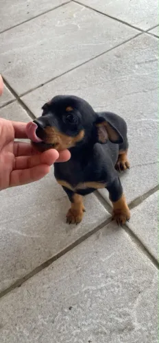 Pinscher macho 2