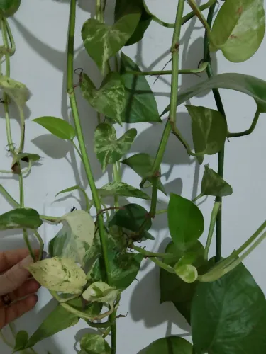Planta jiboia