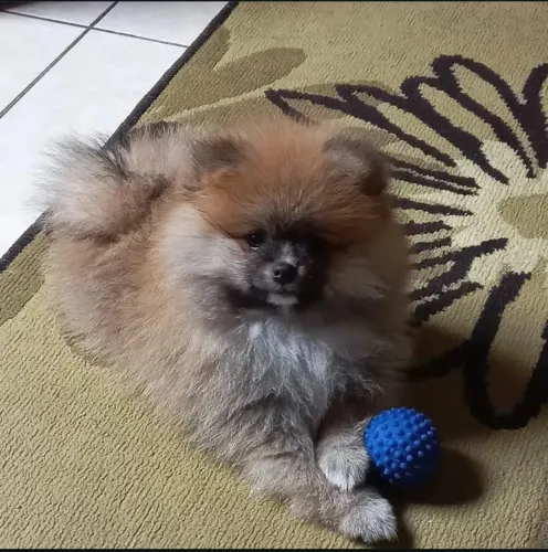 DOA-SE SPITZ ALEMÃO!!!! CHAME *