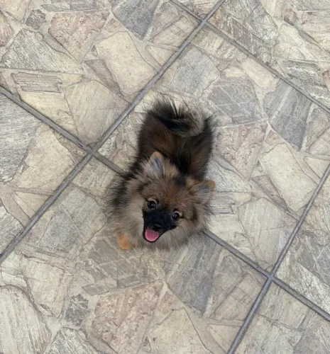 Fêmea Spitz Alemão Lulu da Pomerânia
