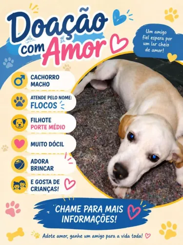 Doa-se cachorro pequeno porte