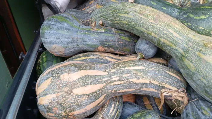 Abóboras   e limões cravo