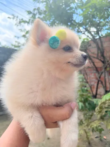 Spitz alemão 