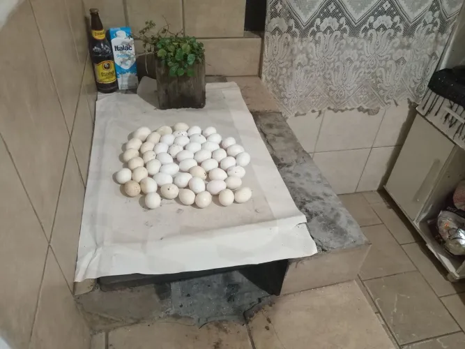 Vendo galinhas ponhedeiras a 20 reais cada e ração de postura a 2.80 o kilo buscar em mont