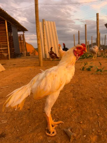 Frango Assil Índio Bico Curto