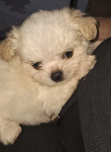 Filhotes chihuahua